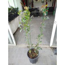 Defne Fidanı Lauris Nobilis 3 lü Dikim 100-125 Cm