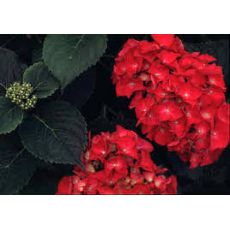 Ortanca Çiçeği Kırmızı İthal Hydrangea Macrophylla 25-30 Cm Çapında