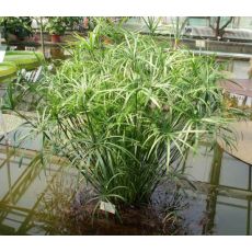 japon Şemsiyesi Cyperus Alternifolius 120-140 Cm