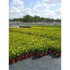 Sarı Papatya Çiçeği Euryops Pectinatus 30-40 Cm Çapında
