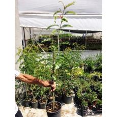Akasya Ağacı Fidanı Acacia Turuncu Çiçekli 100 Cm