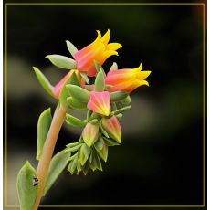 Aşkın Gözyaşları Çiçeği Kül Renkli Yapraklı Ekeverya Echeveria Glauca Sukulent 16 Cm Çapı