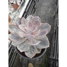 Aşkın Gözyaşları Çiçeği Kül Renkli Yapraklı Ekeverya Echeveria Glauca Sukulent 16 Cm Çapı