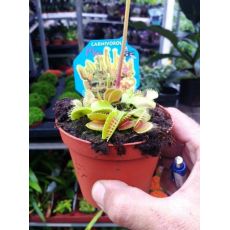 Sinekkapan Bitkisi Etobur İthal Dionaea Muscipula 5-10 Cm Çapı