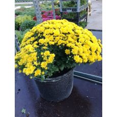 Kasımpatı Krizantem Çiçeği Chrysanthemum Krizantem