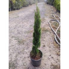 Sütun Servi Kalem Selvi Aşılı  Cupressus Totem 100-120 Cm